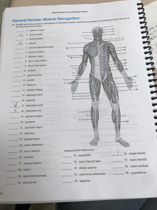 Gross Anatomy Of The Muscular System Review Sheet