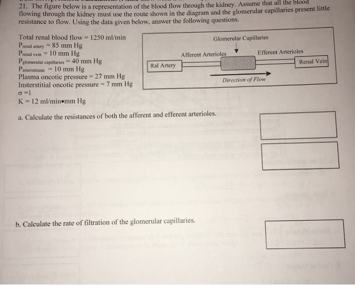 Solved 21. The figure below is a representation of the blood | Chegg.com