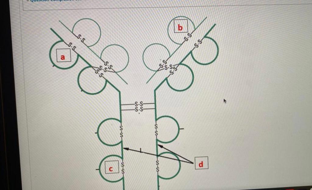 Solved Indicate Structure A, B , C, And D In The Figure | Chegg.com