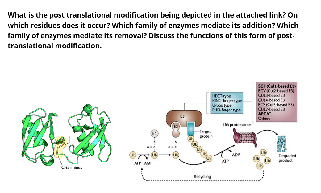 Solved What Is The Post Translational Modification Being | Chegg.com