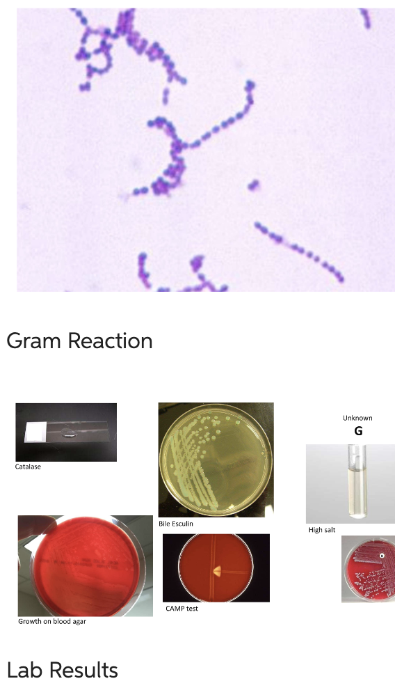 Solved Gram Reaction Catalase Bile Esculin High salt CAMP | Chegg.com