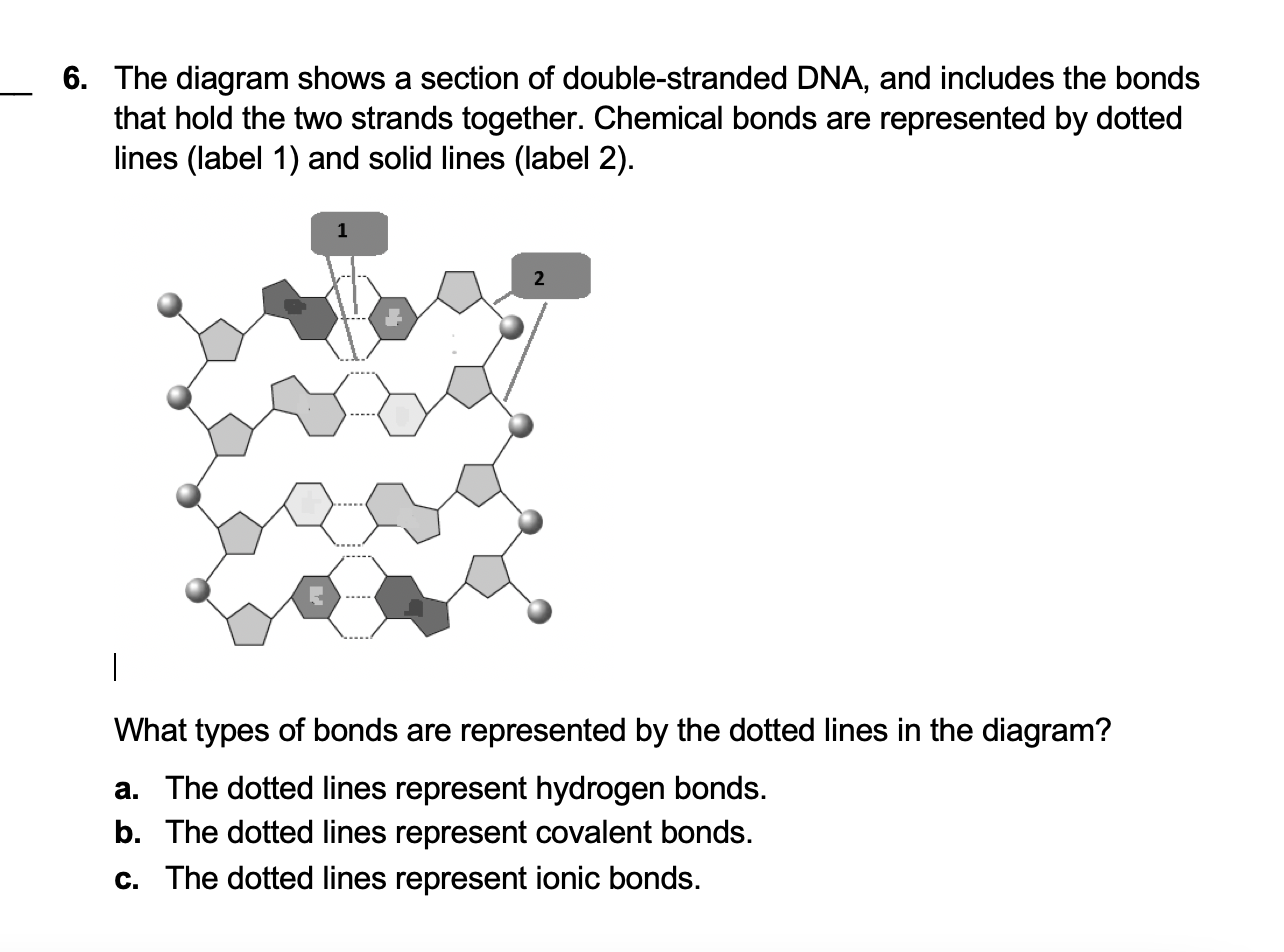 Solved The diagram shows a section of double-stranded DNA, | Chegg.com
