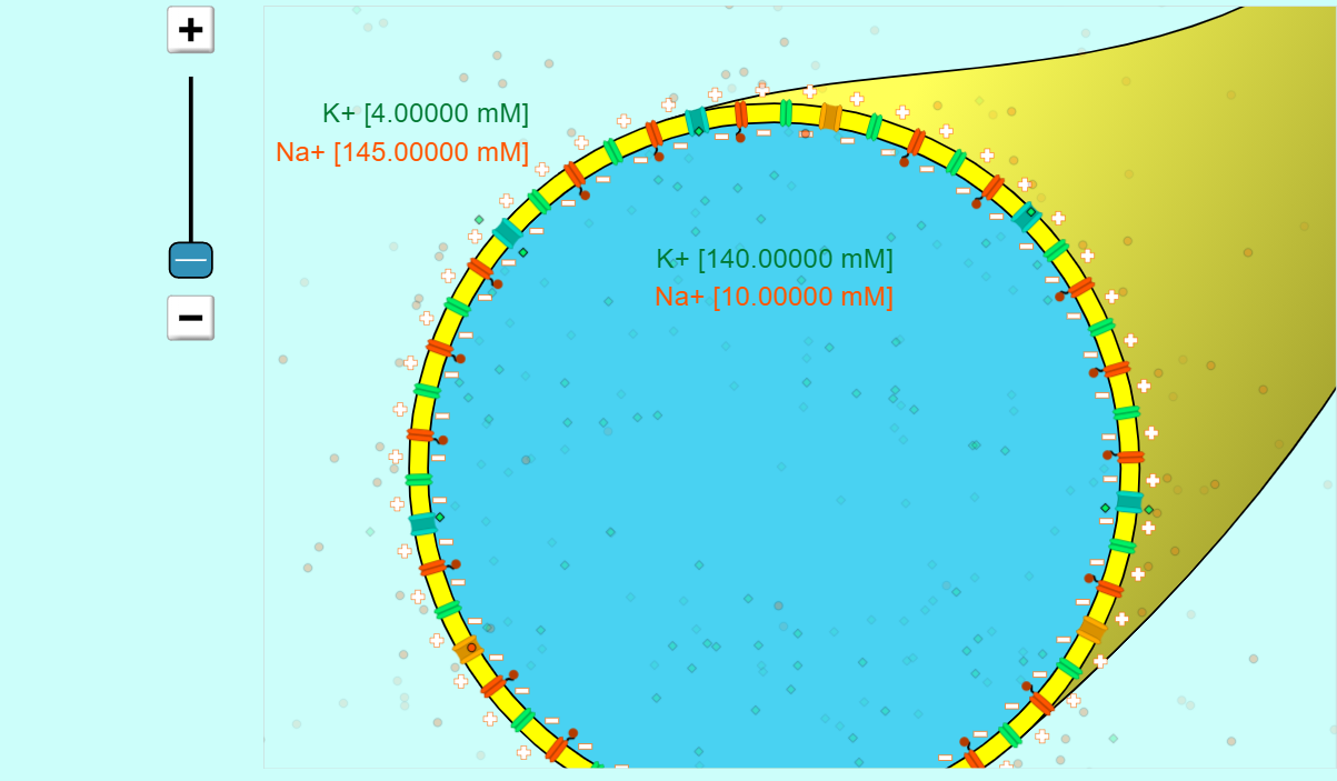 Solved Which side of the neuron is negatively charged? | Chegg.com
