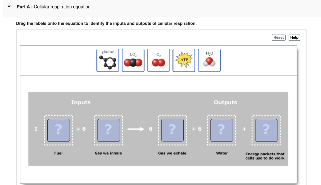 inputs and outputs of cellular respiration