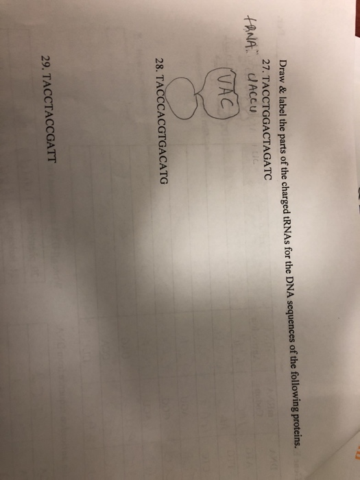 Solved Protein Synthesis Flow Chart Directions: Fill In The | Chegg.com