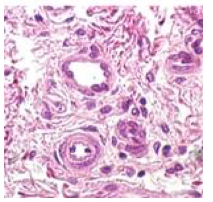 Histologija 2 Flashcards Chegg Com