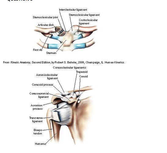 Solved Interclavicular ligament Stemoclavicular ligament | Chegg.com