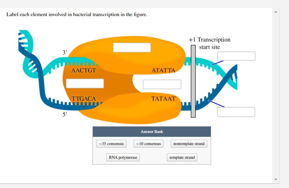 Solved Each amino acid in a protein is encoded by a group of | Chegg.com