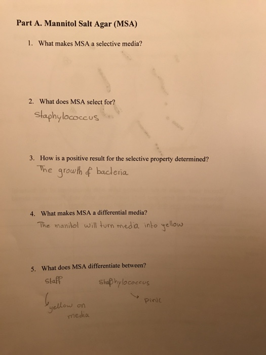 Solved Part A. Mannitol Salt Agar (MSA) 1. What makes MSA a