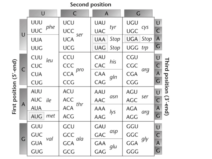 Solved DNA sequence of wild type gene A and a mutant is | Chegg.com
