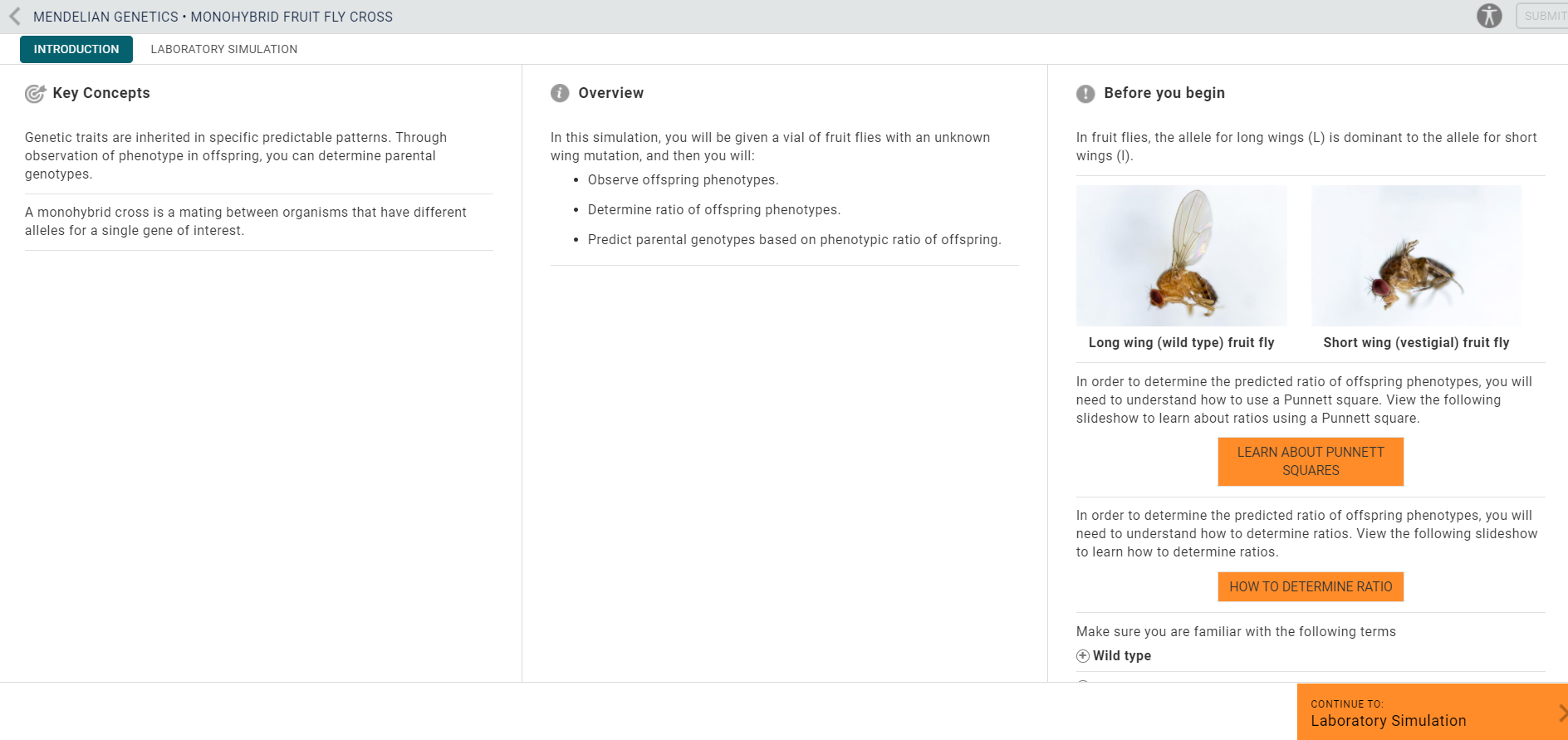 Mendelian Monohybrid Fruit Fly Cross In