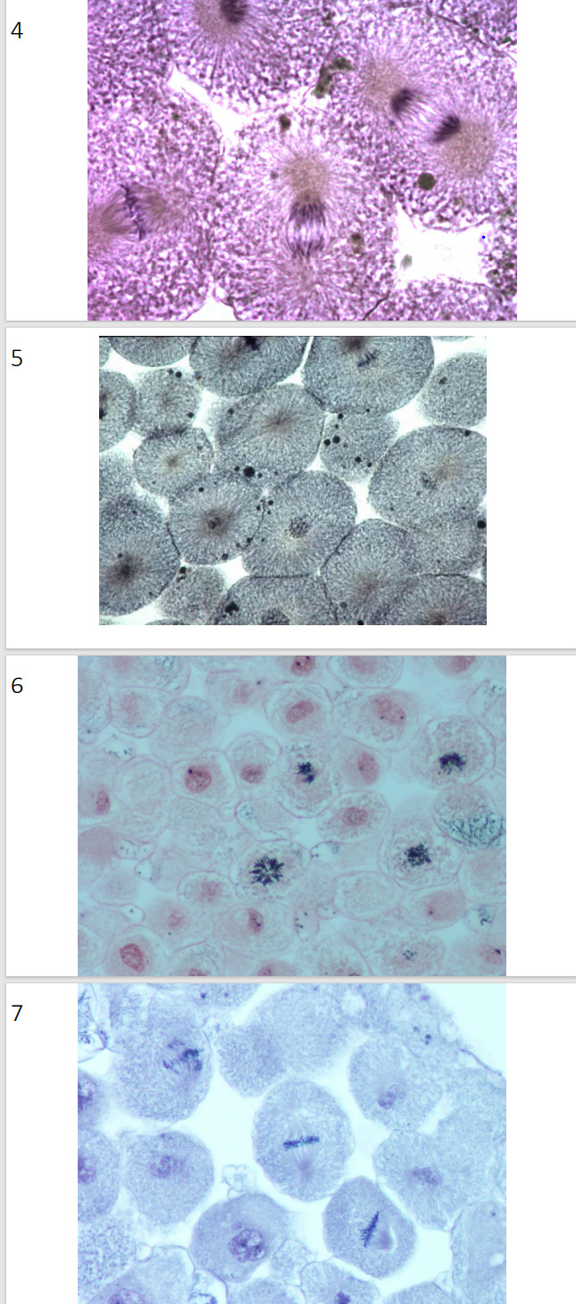 Solved List the mitotic stages that are present and how many Biology Diagrams