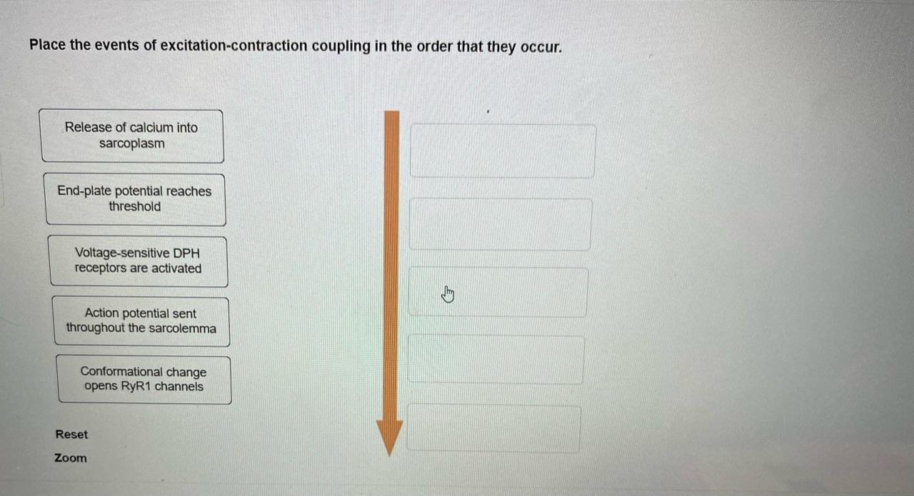 Solved Place the events of excitation-contraction coupling | Chegg.com
