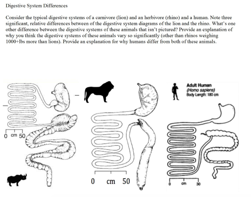 Solved Digestive System Differences Consider the typical