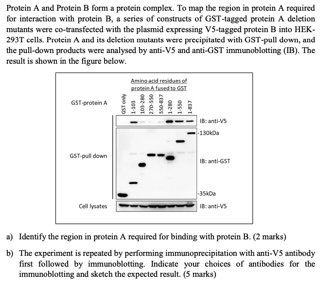 Solved Protein A And Protein B Form A Protein Complex. To | Chegg.com