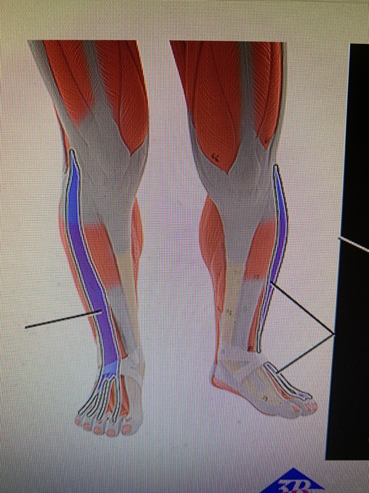 solved-left-leg-859-which-structure-is-highlighted-and-chegg