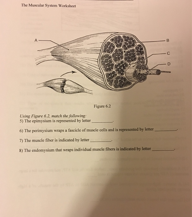 solved-the-muscular-system-worksheet-figure-6-2-using-figure-chegg