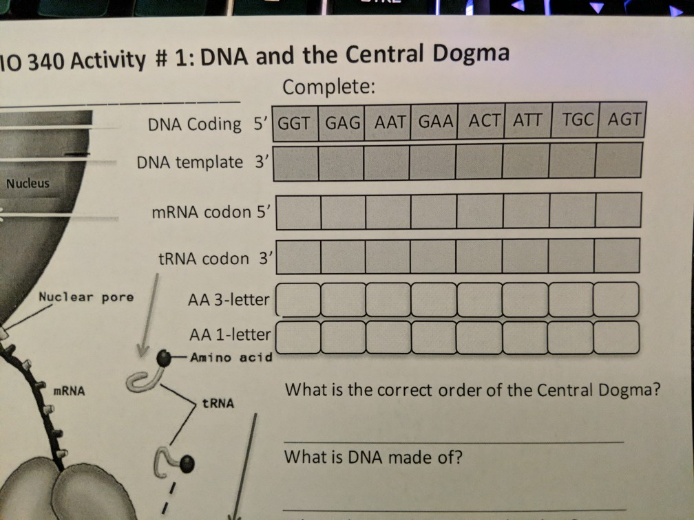 Solved 0340 Activity # 1: DNA And The Central Dogma | Chegg.com