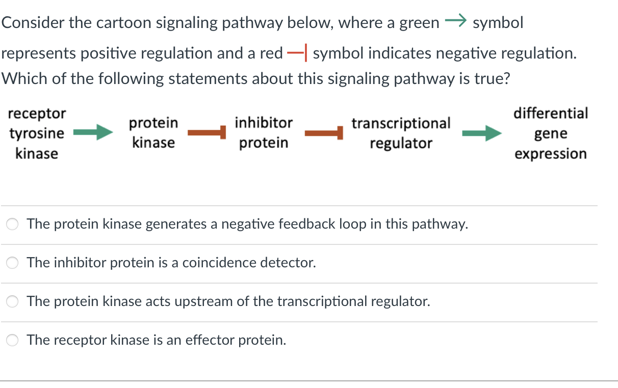 Solved Consider the cartoon signaling pathway below, where a | Chegg.com
