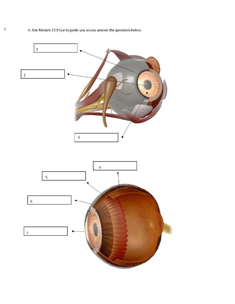 Solved A Use Module 23.9 Eye to guide you as you answer the | Chegg.com