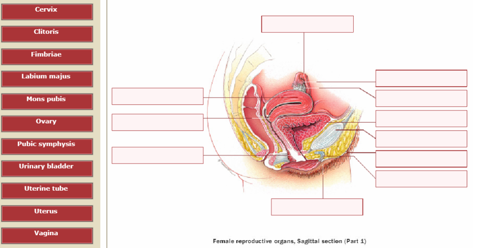 Do shemales have female reproductive organs