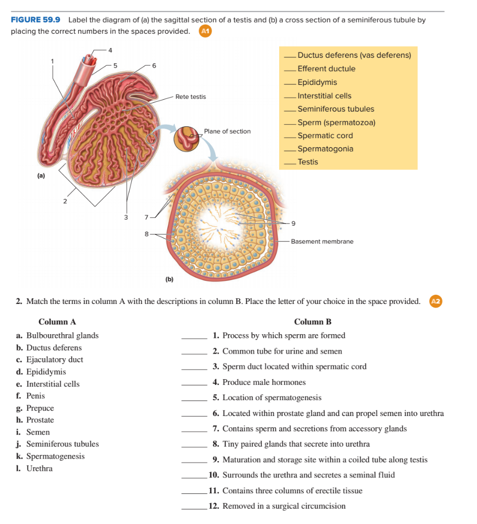 seminiferous tubules cross section