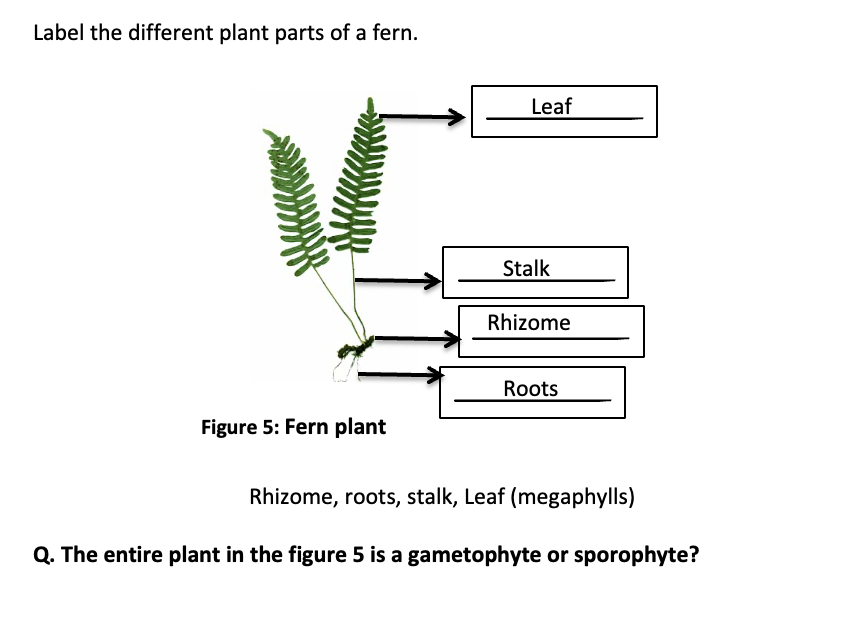 fern plant diagram
