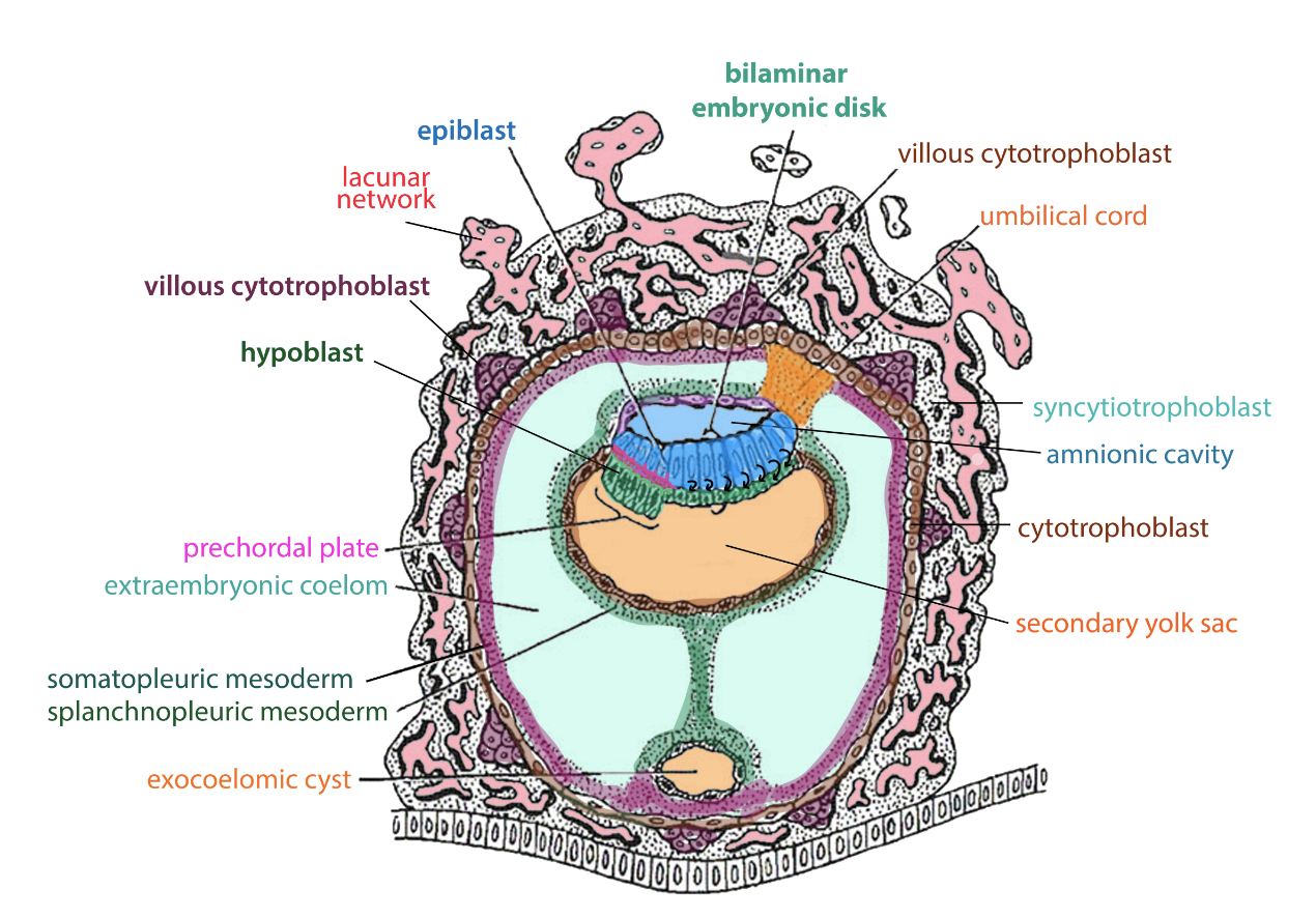 Notochord - Wikipedia, image size:1270x886