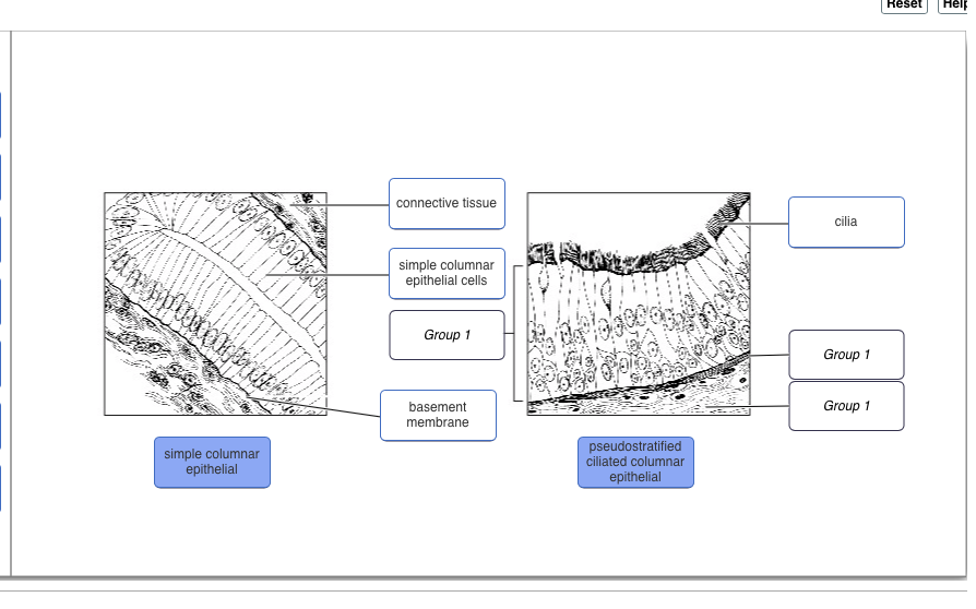 Drag The Labels Onto The Diagram To Identify Structural Features Of