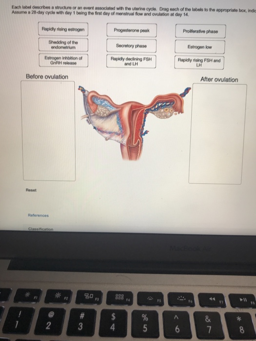 What Day Of A 28 Day Cycle Is Ovulation - teenage pregnancy