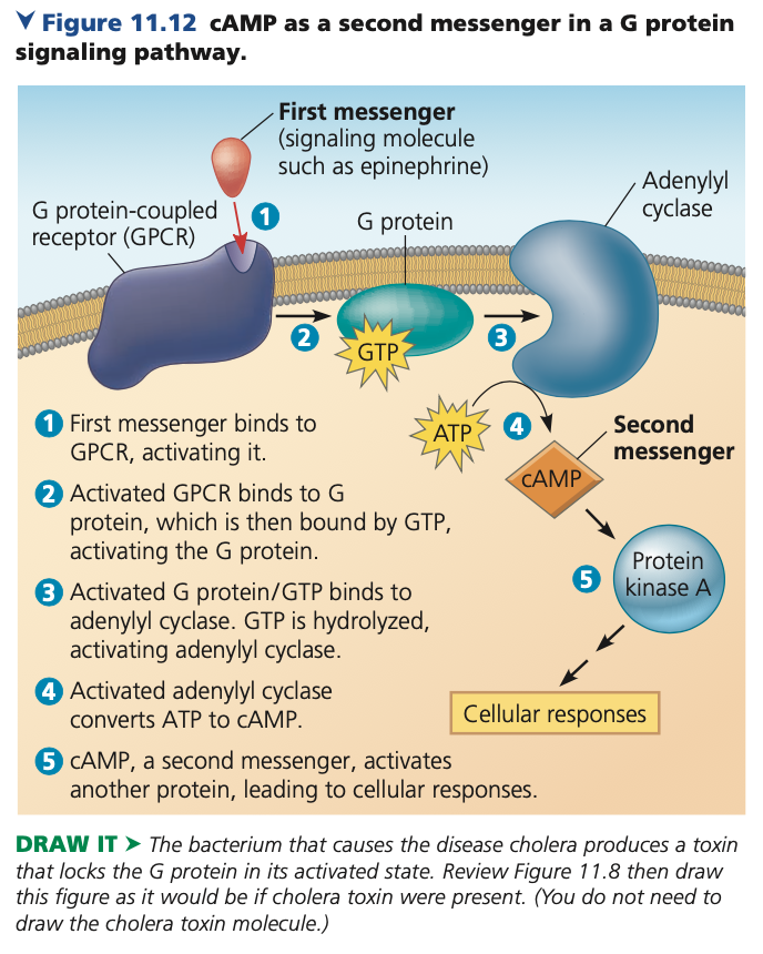 signal transduction pathway camp