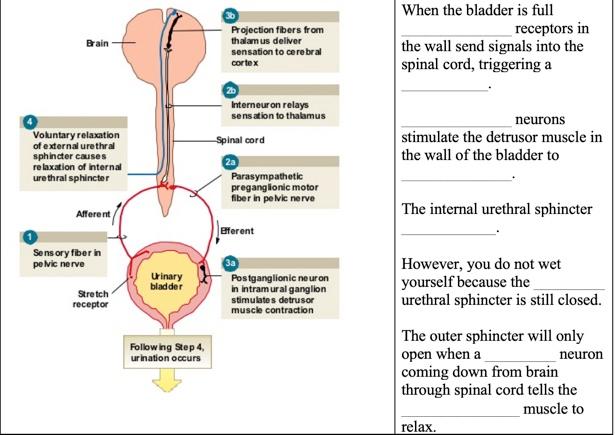 Solved When the bladder is full ______________ receptors in | Chegg.com