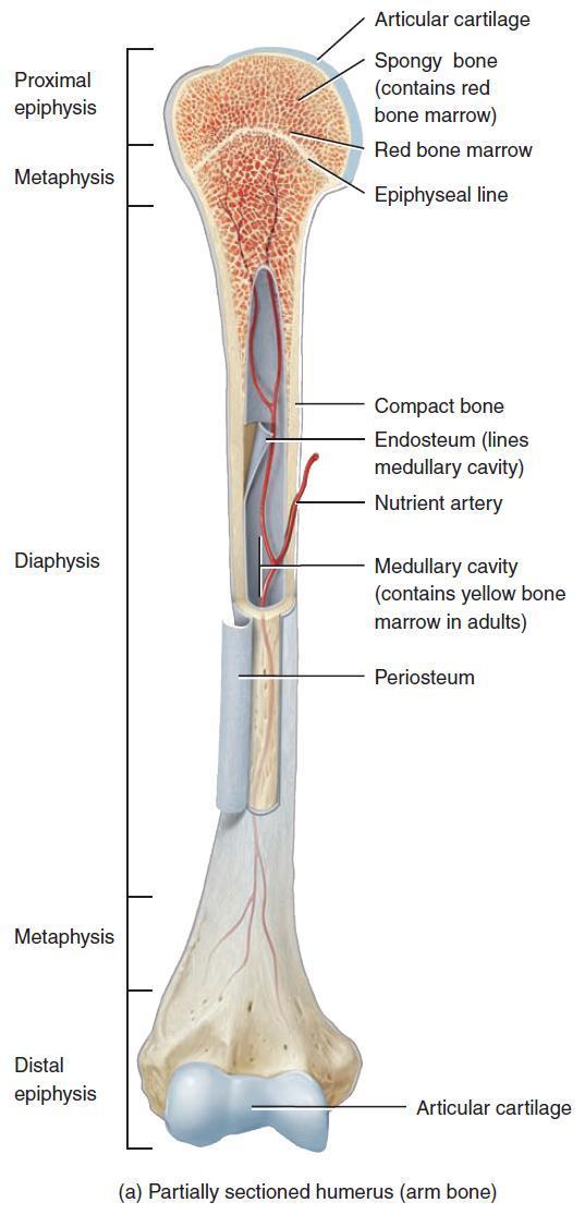 Long Bone Diagram / Anatomy Physiology Midterm Review Study The Long