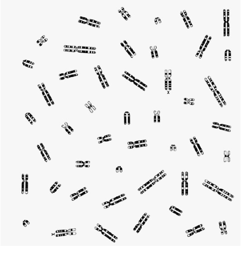 Solved Construct the karyogram for this sample in a separate | Chegg.com