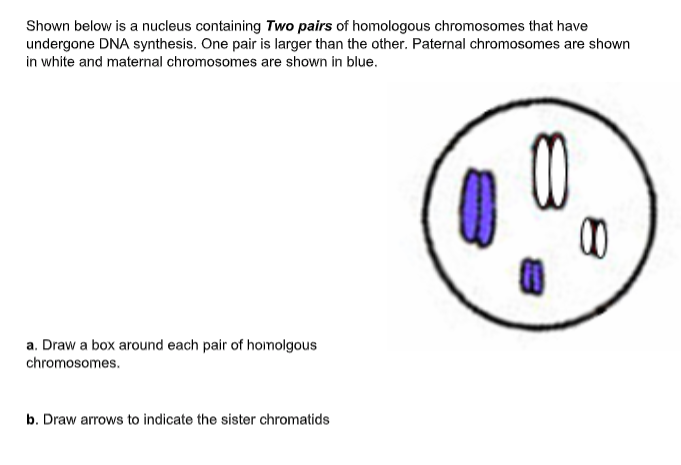 Solved Problem 1 Shown Below Is A Nucleus Containing One | Chegg.com