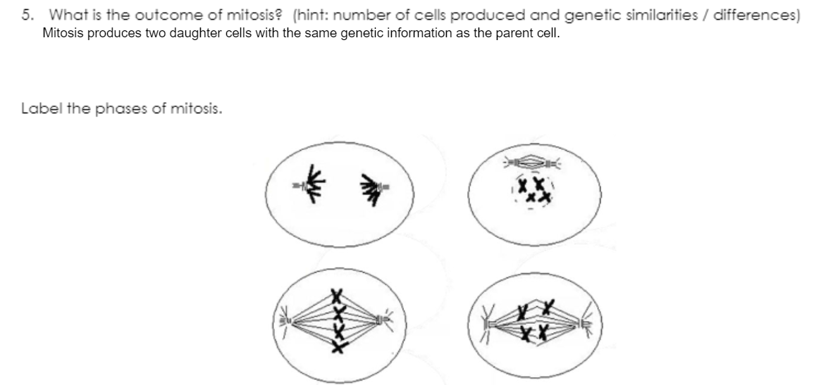 Solved 5. What Is The Outcome Of Mitosis? (hint: Number Of | Chegg.com