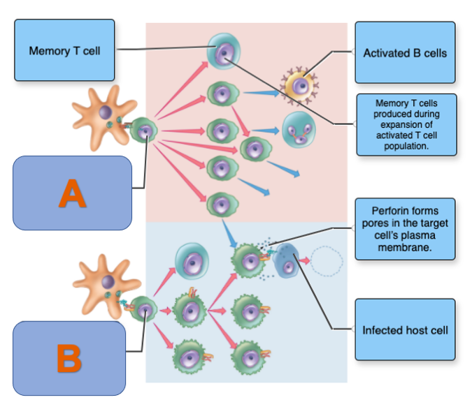 Solved Identify the A and the B cell types in the figure | Chegg.com