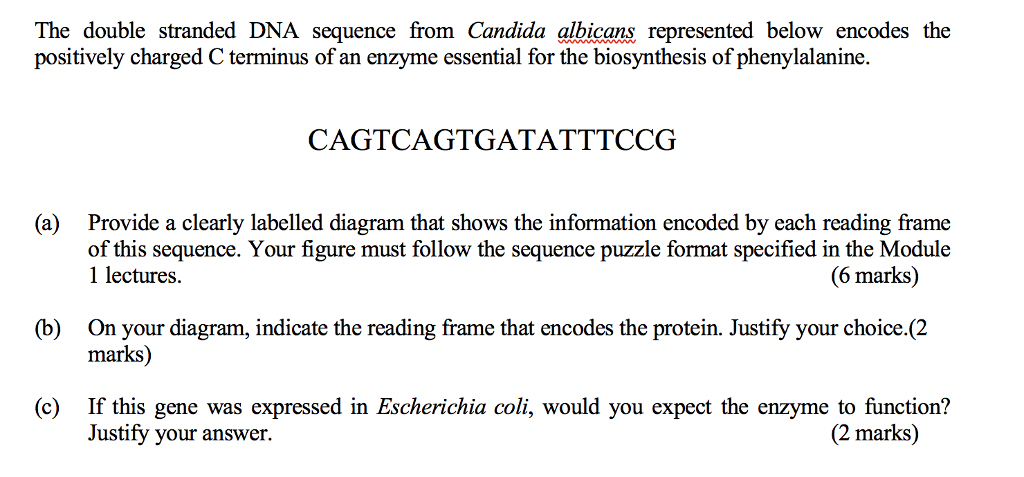 Solved The double stranded DNA sequence from Candida | Chegg.com