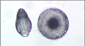 Solved Identify The Protist Clade Shown In The Image 