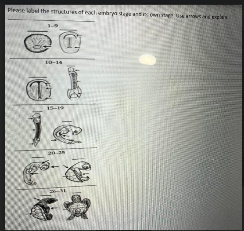 Please label the structures of each embryo stage and | Chegg.com