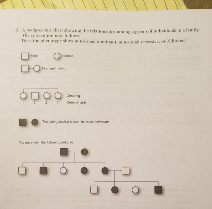 Pedigree Chart For Freckles - Punnett Squares Karyotypes And Pedigree ...