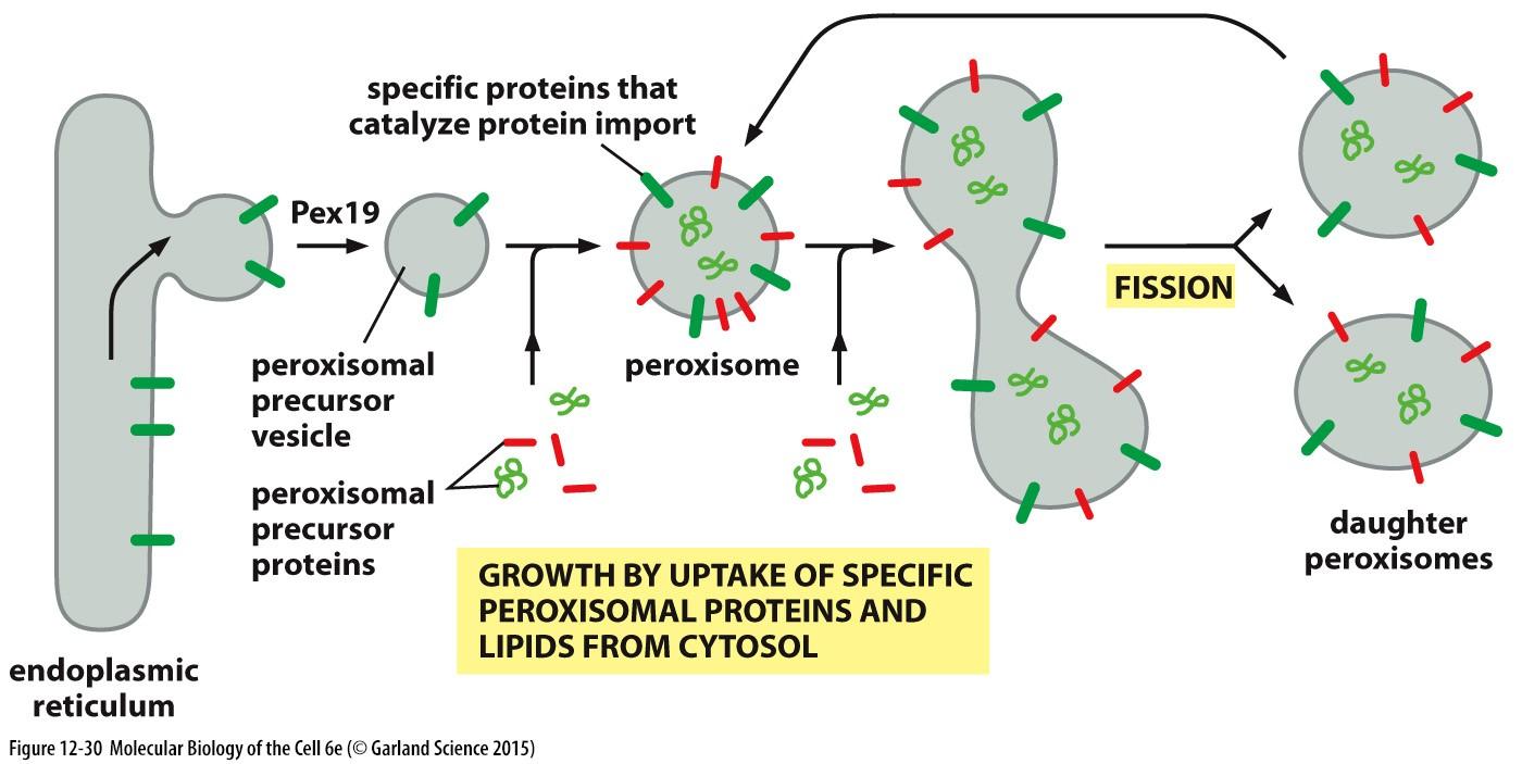 Solved What is a signal peptide? What is the function of a
