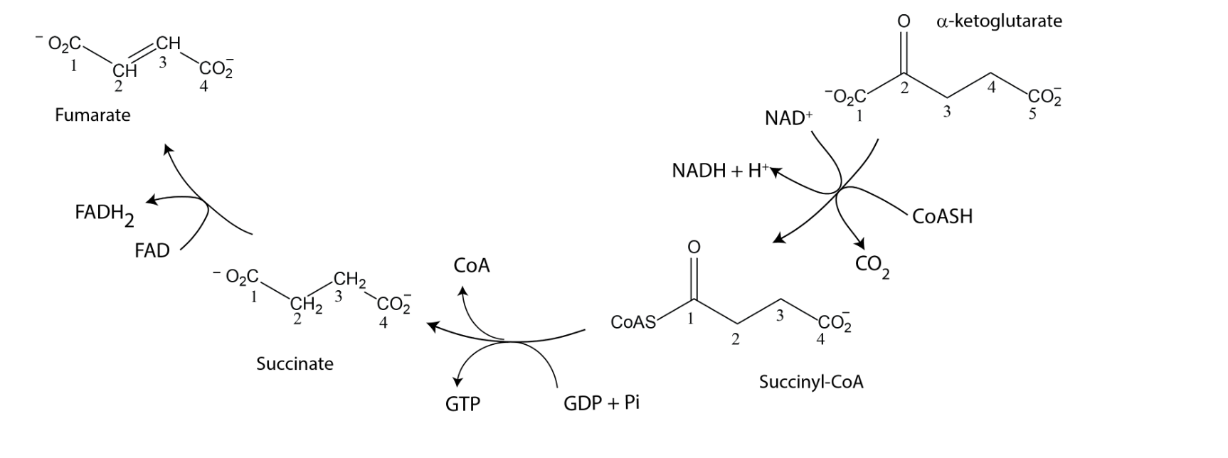 \( \alpha \)-ketoglutarate
Fumarate
\( \mathrm{NAD}^{+} \)
3
\( 4 \mathrm{CO}_{2}^{-} \)
CoAS
Succinate
2
Succinyl-CoA