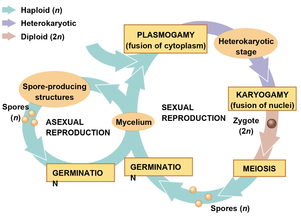 Solved Describe the sexual reproduction process in fungi | Chegg.com