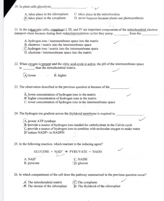 Solved 20. In plant cells glycolysis takes place in the | Chegg.com