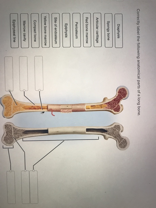 31 Label The Parts Of A Long Bone - Label Ideas 2020