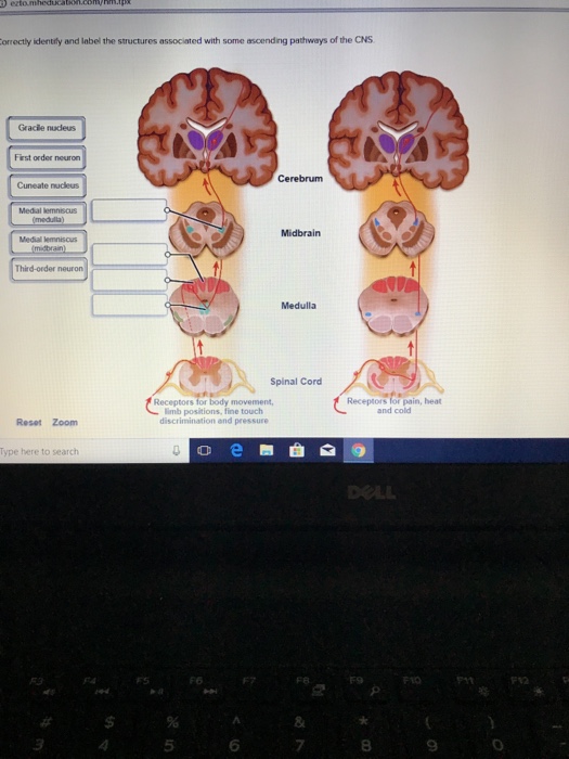 Solved orrectly identify and label the structures associated | Chegg.com