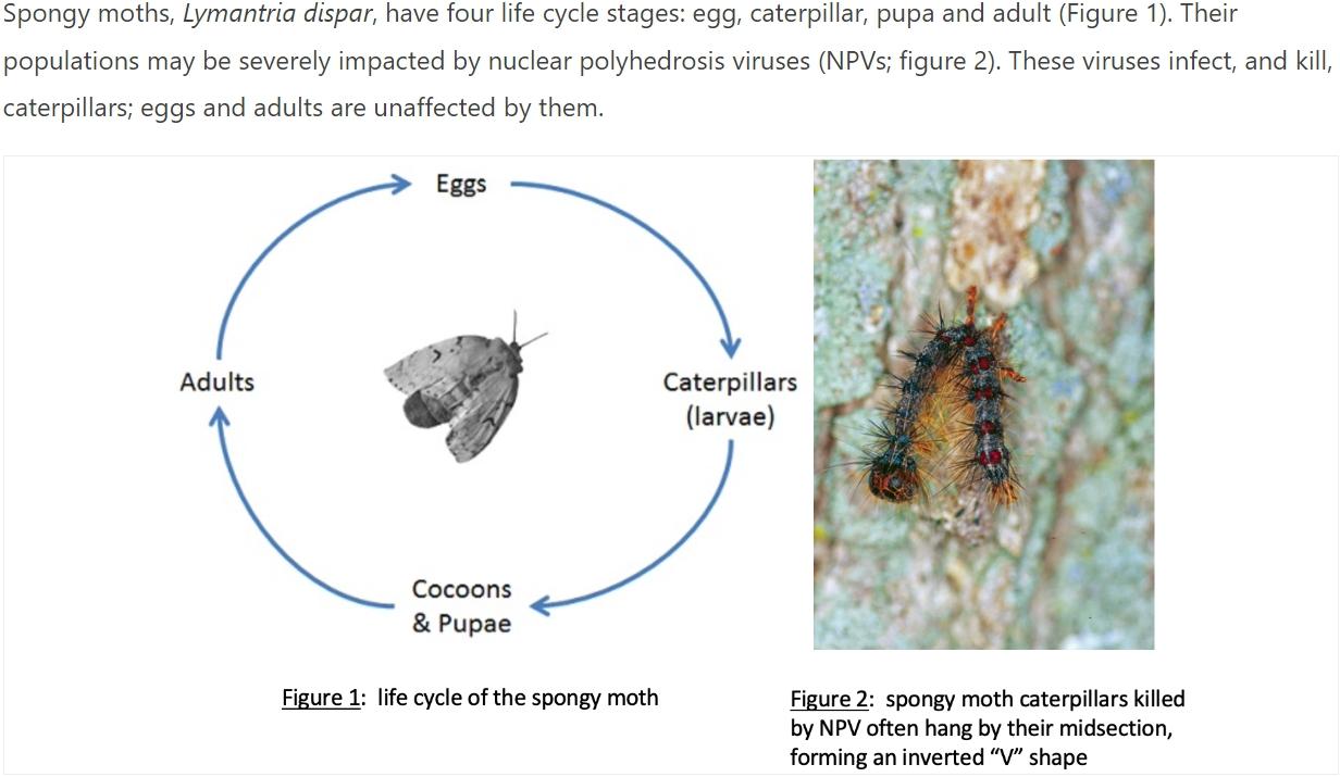 Solved In a population of spongy moths, there is a gene with | Chegg.com