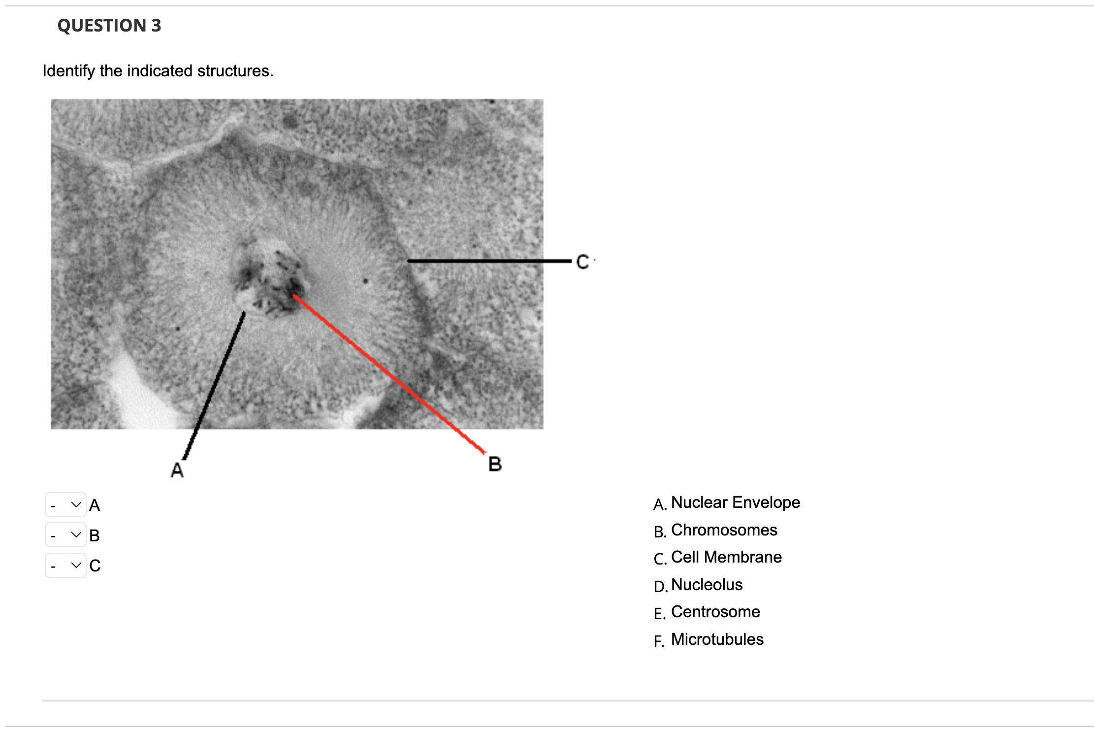 Solved Identify the indicated structures. A B C A. Nuclear | Chegg.com