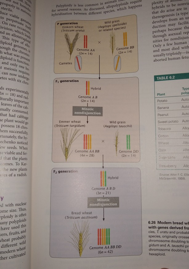 solved-what-would-be-the-chromosome-number-of-progeny-chegg